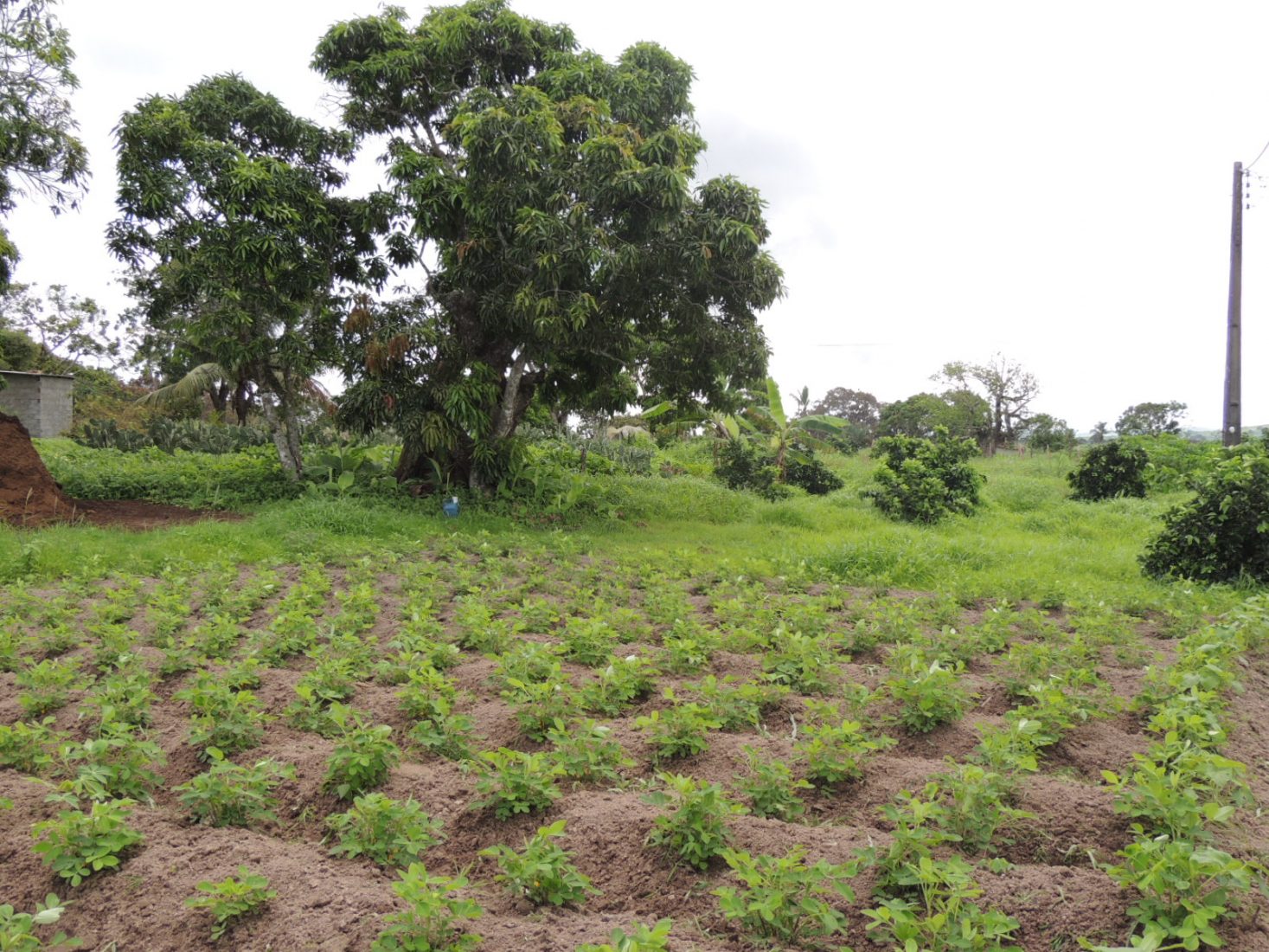 12 de outubro é dia para celebrar com os engenheiros agrônomos