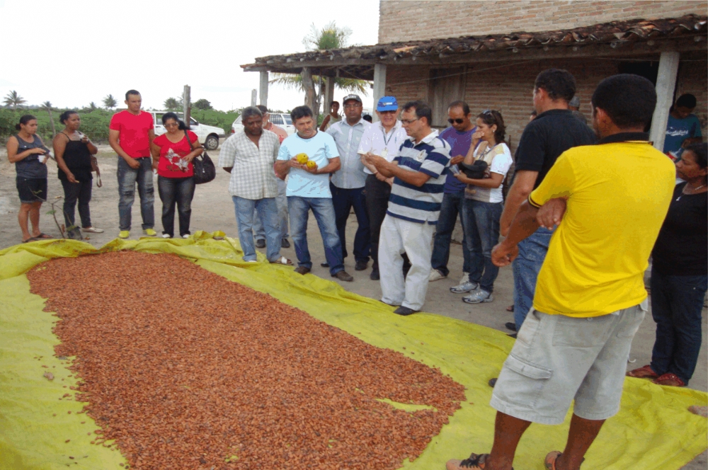 Cacau é alternativa para diversificação de culturas em Sergipe