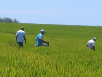 Produtores de arroz terão ajuda para vender a safra
