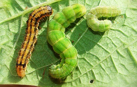 Inseticida biológico é arma na luta contra lagarta helicoverpa armígera