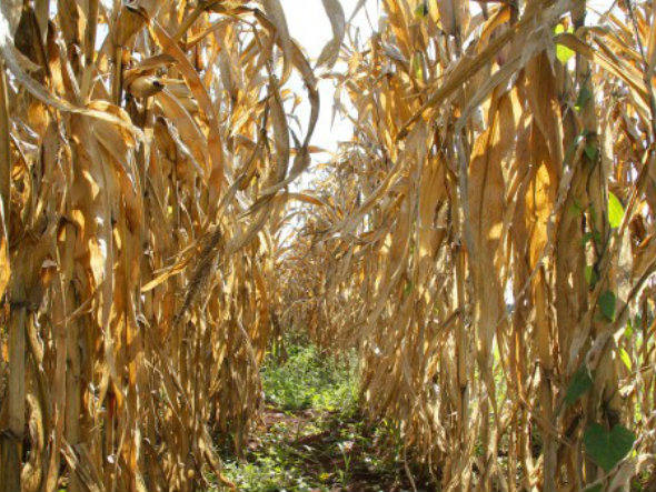 Venda de fertilizante no Brasil cresce 8,9% em janeiro