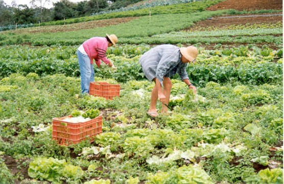 Governo deve priorizar agricultura familiar como estratégia de produção de alimentos