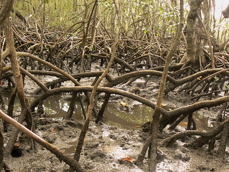 Voluntários recolhem lixo em mangue