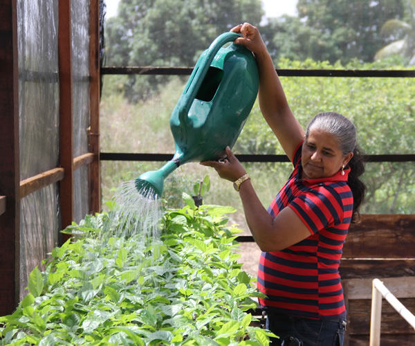 Irrigantes investem na agricultura orgânica‏