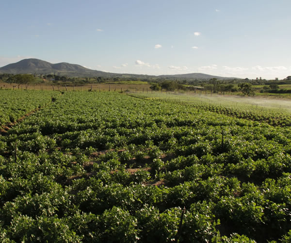 Águas de março indicam tempo de boas colheitas para agricultores sergipanos