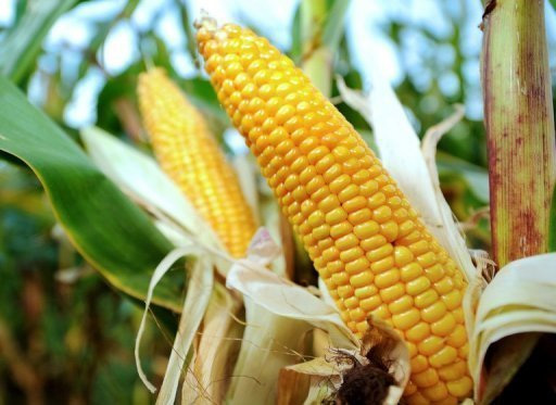 Produtores devem preparar terra para milho