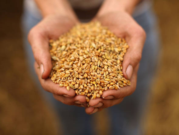Entenda porque trigo e arroz de 2050 podem ser menos nutritivos