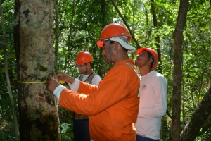 Inventário Florestal será finalizado em agosto