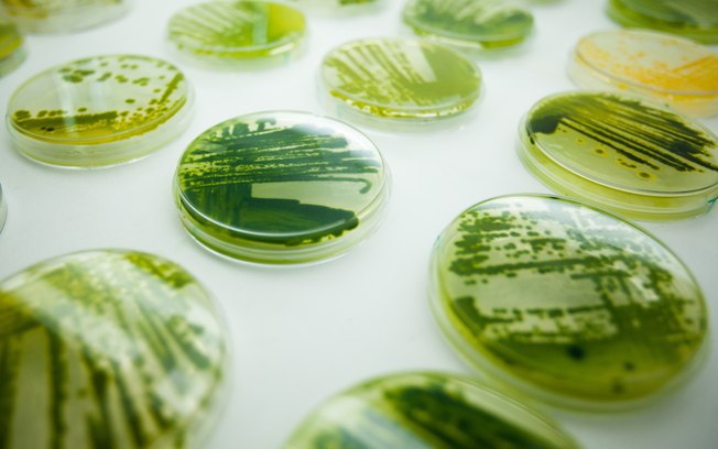 Biologia sintética altera DNA de algas e bactérias para produzirem insumos usados em sabão, queijo e medicamentos