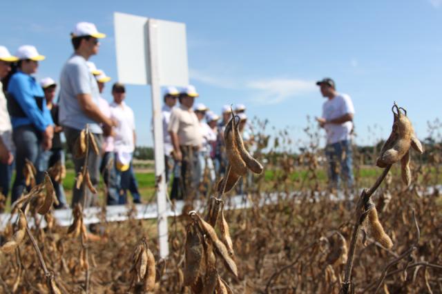 Embrapa realiza “dia de campo” para apresentar soja como opção em Sergipe