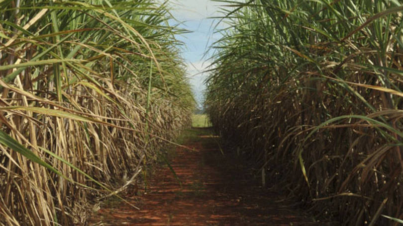 CMN fixa normas para financiamento da cana-de-açúcar
