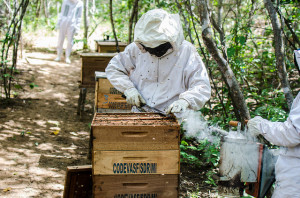 Inclusão produtiva: produção de mel Foto: Codevasf