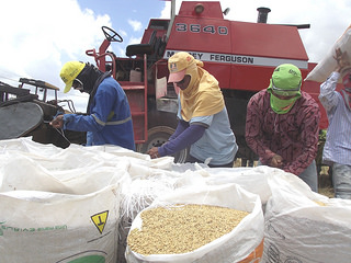 Rizicultores sergipanos comemoram a melhor produtividade do Brasil