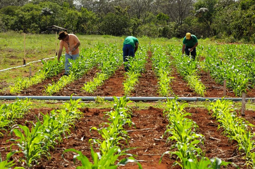 Conservação do solo é pré-requisito para agropecuária