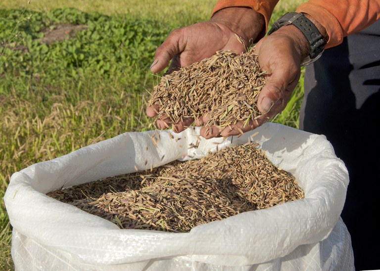 Ratos destroem plantações de arroz em Brejo Grande