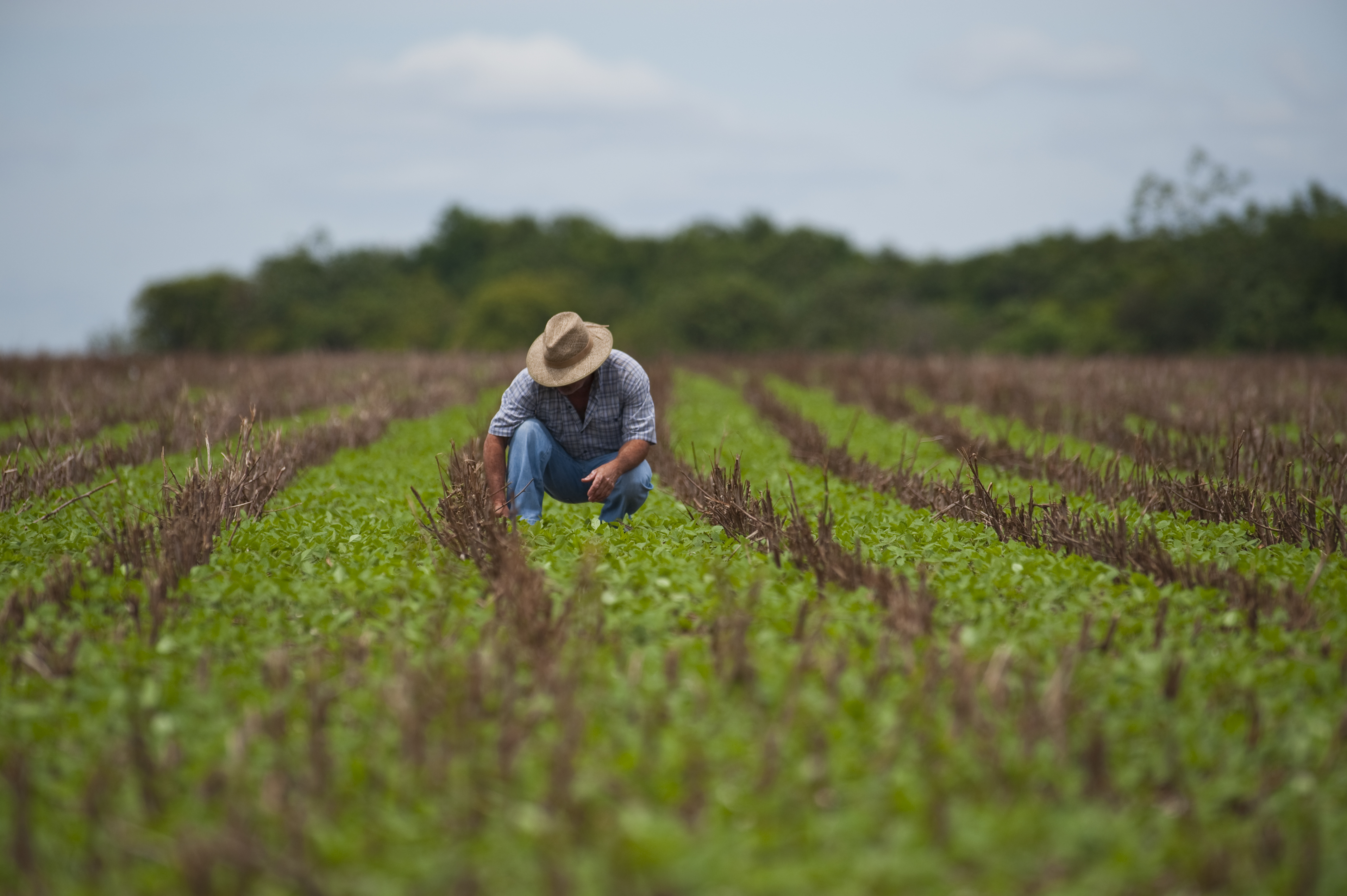Agronegócio e agricultura familiar: impulsos para a balança comercial e para o mercado interno