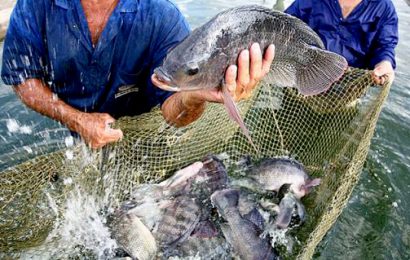 Engenheiros de Pesca buscam apoio do Crea-SE para capacitação e realização de projetos