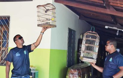 FPI apreende pássaros silvestres em funerária de Porto da Folha