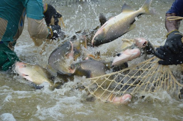 Engenheiros agrônomos, de pesca e  de aquicultura obtêm vitória judicial na produção de organismos aquáticos