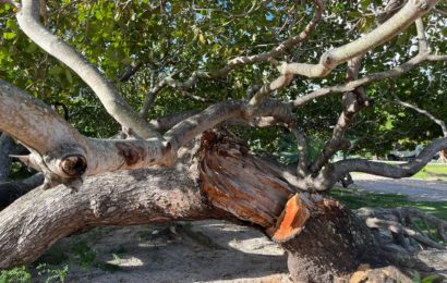 Crea-SE emite nota técnica sobre supressão de árvores e impermeabilização de áreas no Parque da Sementeira
