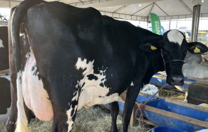 Engenheiros agrônomos trabalham para aumentar produtividade leiteira no Alto Sertão de Sergipe e resultados começam a aparecer